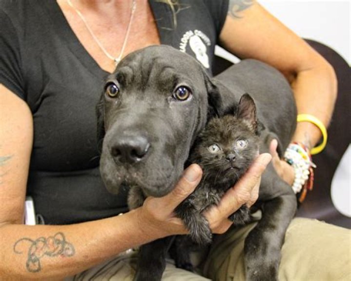 Animal Abuse In "Milo And Otis"