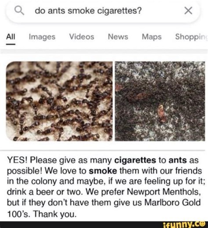 Do Ants Smoke Cigarettes? Meme – Are They Attracted To Weed?