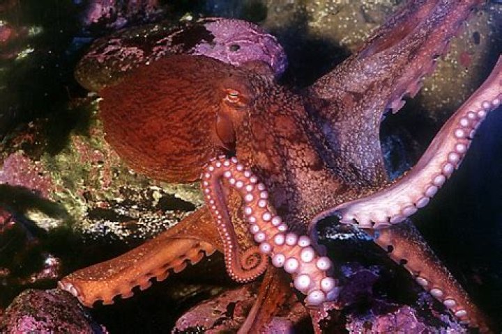 This Is The Biggest Octopus Ever Caught On Camera ·