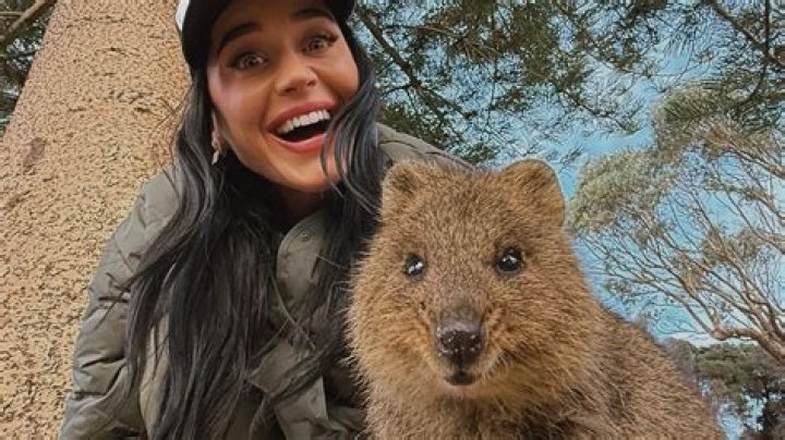 Unveiling The Charm Of Quokka Selfies: Discoveries And Insights