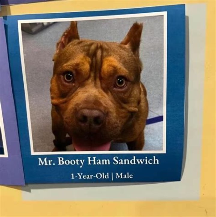 Unveiling The Enigma Of "Mr. Booty Ham Sandwich Dog": Discoveries And Insights Within